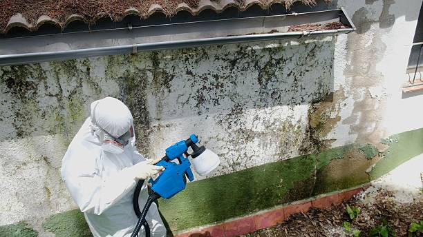 Top rated local Attic Mold Removal specialists in Elgin, OR
